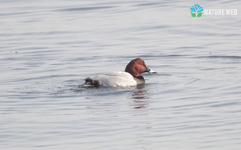 Common Pochard